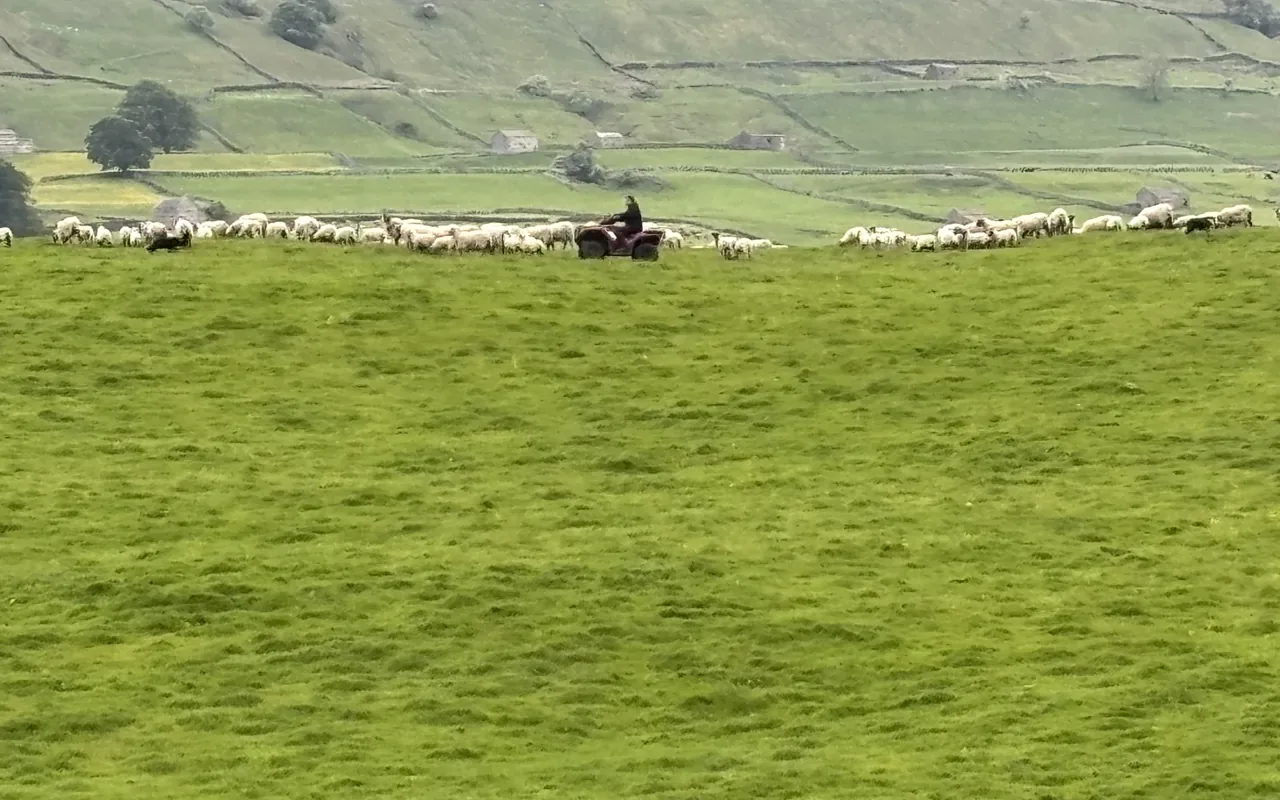 Classic Yorkshire Dales countryside on a private All Creatures Great & Small day tour
